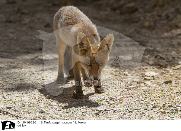 Rotfuchs / red fox / JM-09620