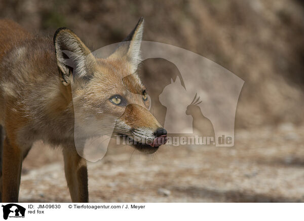 Rotfuchs / red fox / JM-09630