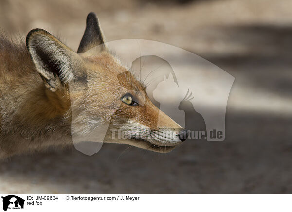 Rotfuchs / red fox / JM-09634