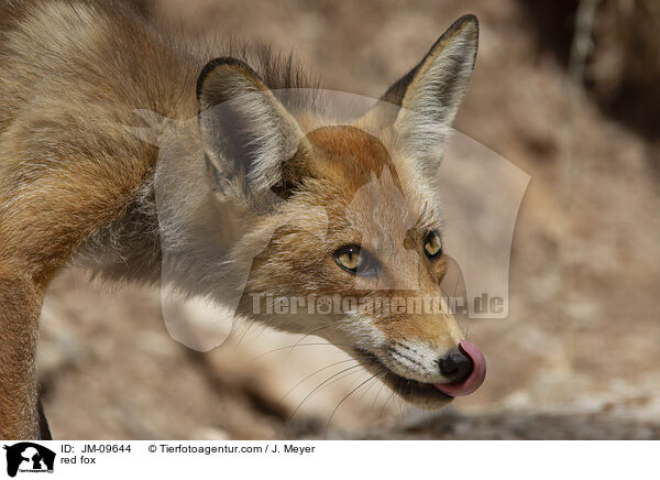 Rotfuchs / red fox / JM-09644
