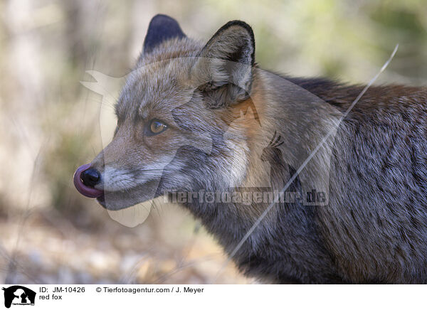 Rotfuchs / red fox / JM-10426