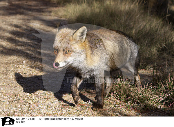 Rotfuchs / red fox / JM-10435