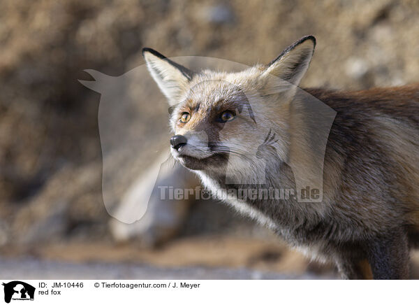 Rotfuchs / red fox / JM-10446