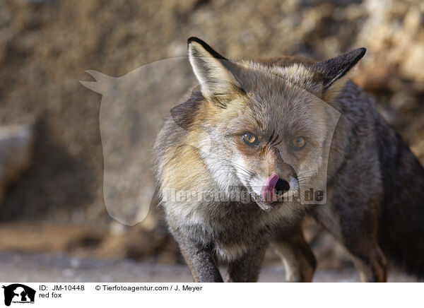 Rotfuchs / red fox / JM-10448