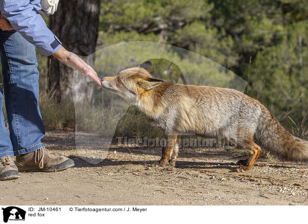 Rotfuchs / red fox / JM-10461