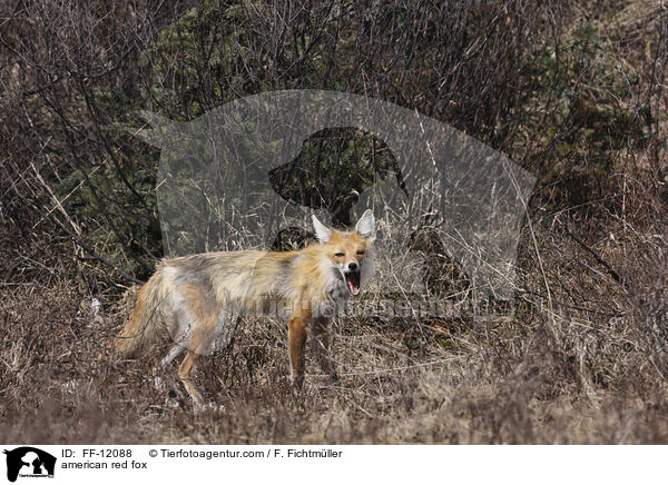 Amerikanischer Rotfuchs / american red fox / FF-12088