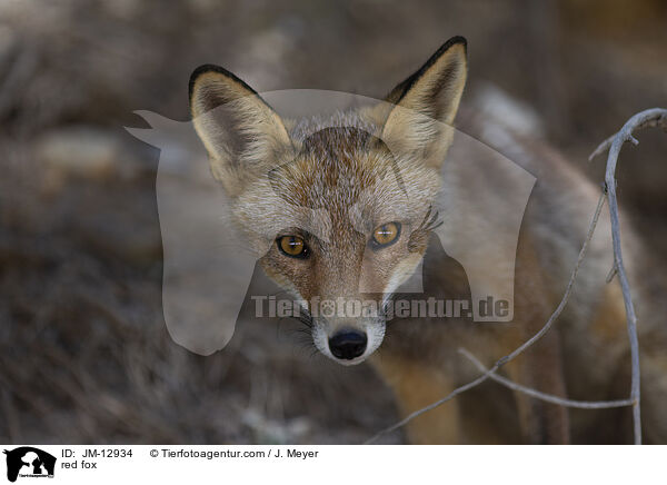 Rotfuchs / red fox / JM-12934