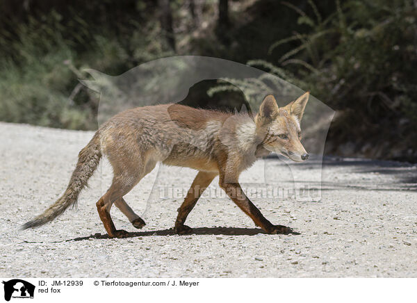 Rotfuchs / red fox / JM-12939