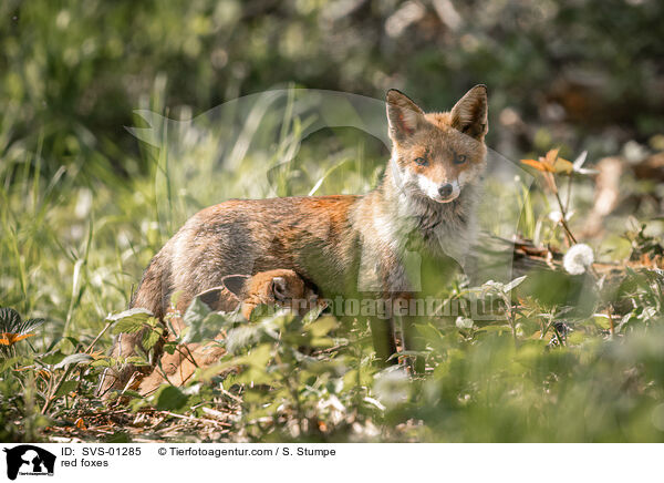 Rotfchse / red foxes / SVS-01285