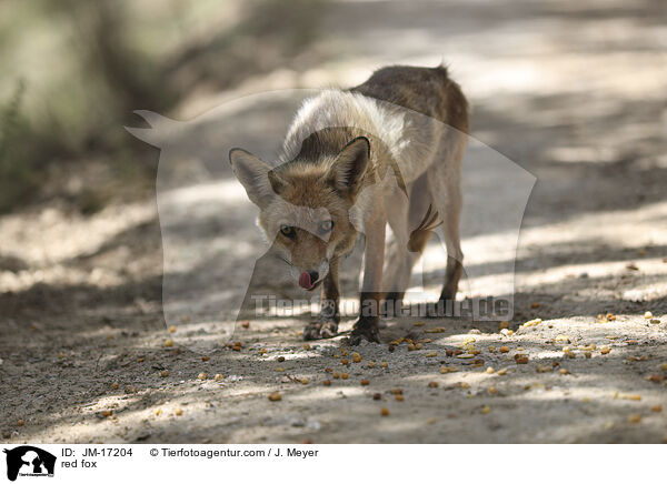 Rotfuchs / red fox / JM-17204