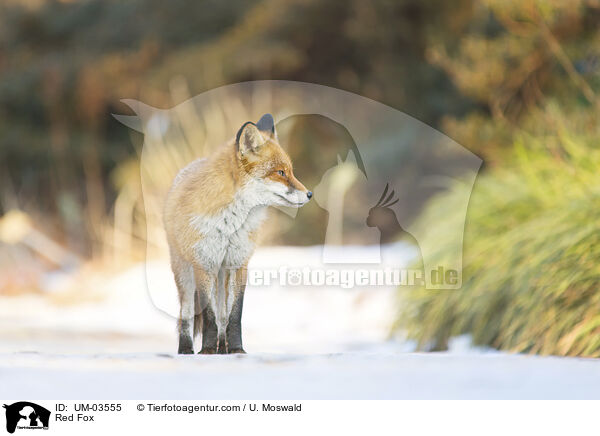 Rotfuchs / Red Fox / UM-03555