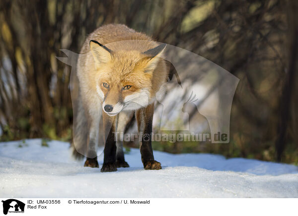 Rotfuchs / Red Fox / UM-03556