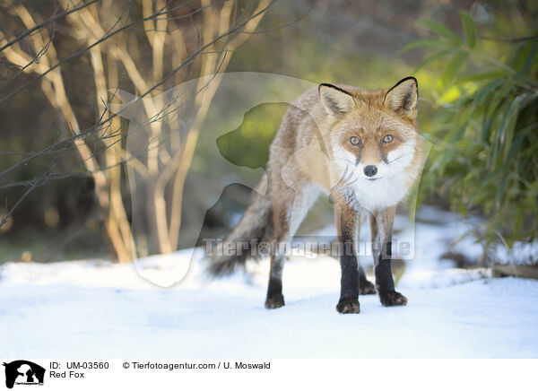 Rotfuchs / Red Fox / UM-03560