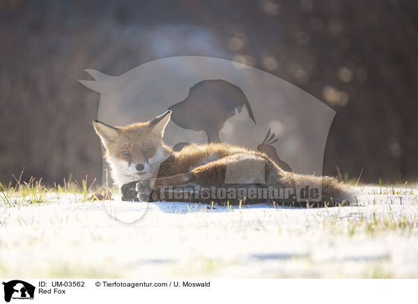 Rotfuchs / Red Fox / UM-03562