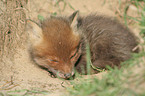 young red fox