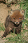 young red fox