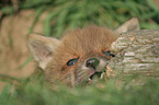 young red fox