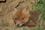 young red fox