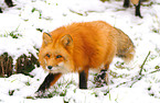 red fox in snow