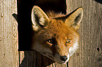 red fox