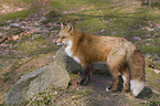 red fox