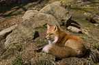 red fox