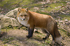 red fox