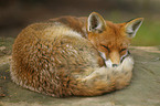 red fox