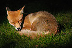 red fox