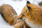 red fox