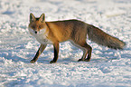 red fox