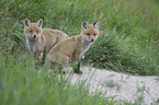 red foxes