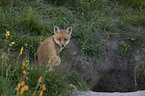 red fox