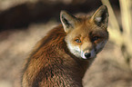 red fox