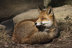 red fox