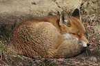 red fox