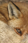 red fox eye