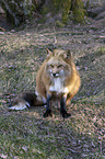 red fox