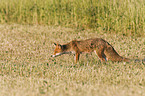 red fox