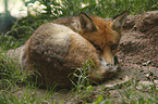 red fox