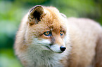 red fox