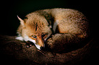 red fox