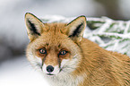 red fox