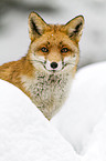 red fox