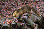 red fox