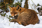 red fox