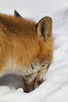 red fox