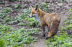 red fox