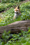 red fox