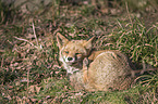 red fox